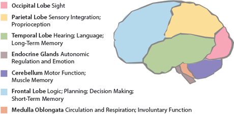 Occipital Lobe SightParietal Lobe Sensory Integration; ProprioceptionTemporal Lobe Hearing; Language; Long-Term MemoryEndocrine Glands Autonomic Regulation and EmotionCerebellum Motor Function; Muscle MemoryFrontal Lobe Logic; Planning; Decision Making; Short-Term MemoryMedulla Oblongata Circulation and Respiration; Involuntary Function 