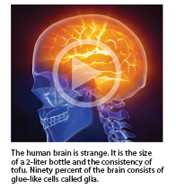 The human brain is strange. It is the size of a 2-liter bottle and the consistency of tofu. Ninety percent of the brain consists of glue-like cells called glia.