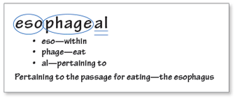 esophageal
eso—within
phage—eat
al—pertaining to
Pertaining to the passage for eating—the esophagus