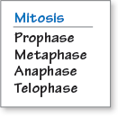 Mitosis
Prophase
Metaphase
Anaphase
Telophase
