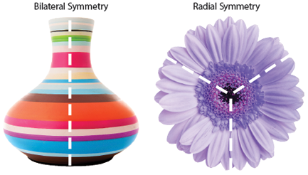 Bilateral and Radial Symmetry Images