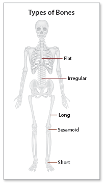 Classification Sample, Types of Bones