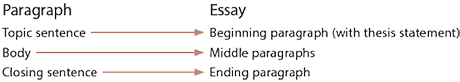 Topic sentnece = Beginning paragraph (with thesis statement). Body = Middle paragraphs. Closing sentence = Ending paagraph.