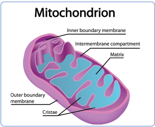First Slide: Mitochondrion