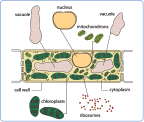 Last Slide: Plant Cell