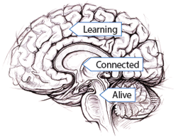 Learning, Connected, and Alive parts of the brain