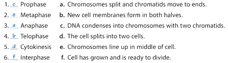 	1.	Prophase	a.	Chromosomes split and chromatids move to ends.
	2.	Metaphase	b.	New cell membranes form in both halves.
	3.	Anaphase	c.	DNA condenses into chromosomes with two chromatids.
	4.	Telophase	d.	The cell splits into two cells.
	5.	Cytokinesis	e.	Chromosomes line up in middle of cell.
	6.	Interphase	f.	Cell has grown and is ready to divide.